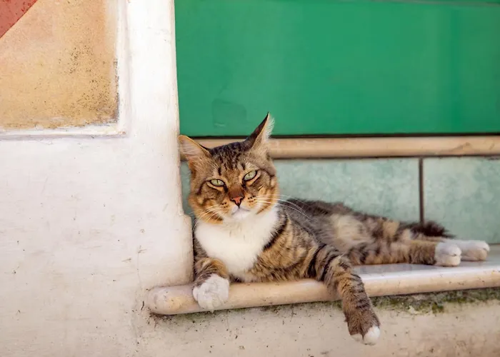 Daplace - Scalinata *