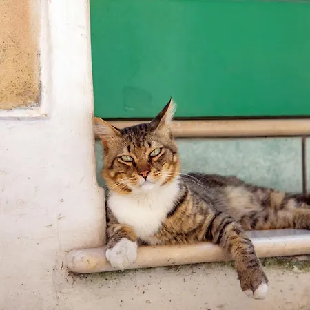 Daplace - Scalinata *